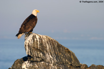  النسر الأمريكي Bald_Eagle_Photo_2004-03