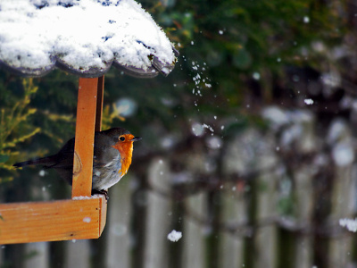 Pensée du jour :) - Page 8 Robin-in-the-snow