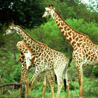 les girafes Thumb%20Girafes