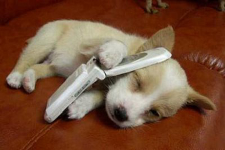 ανεκδοτα 4kings Phone-dog