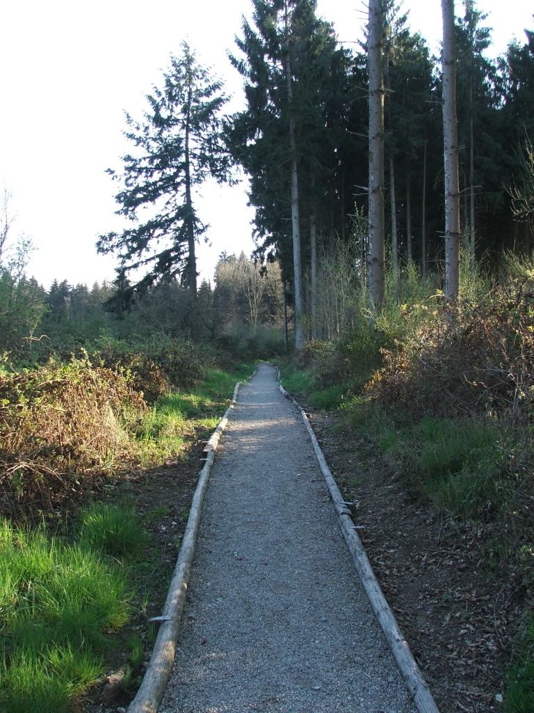 Im Wald - Seite 2 Huertgenwald_02