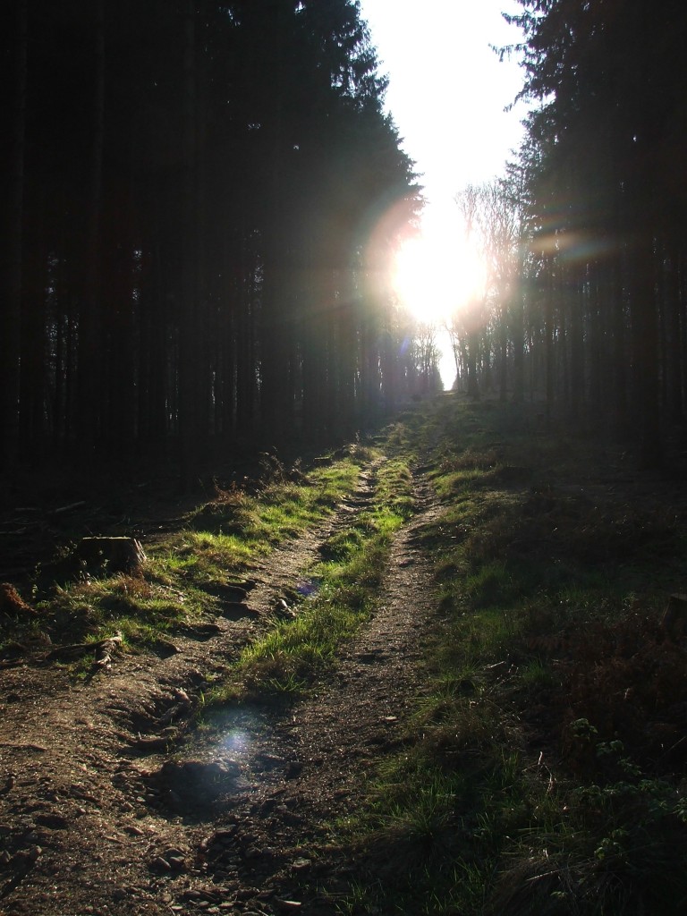 Im Wald - Seite 2 Huertgenwald_05