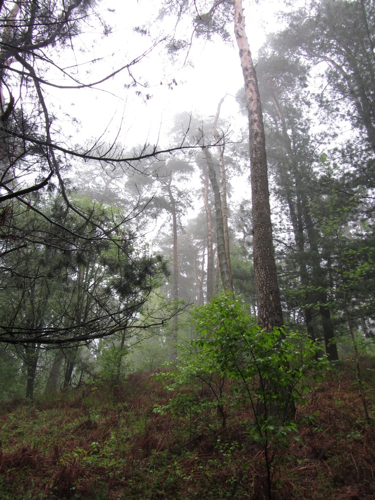 Im Wald - Seite 2 Regenwald_07