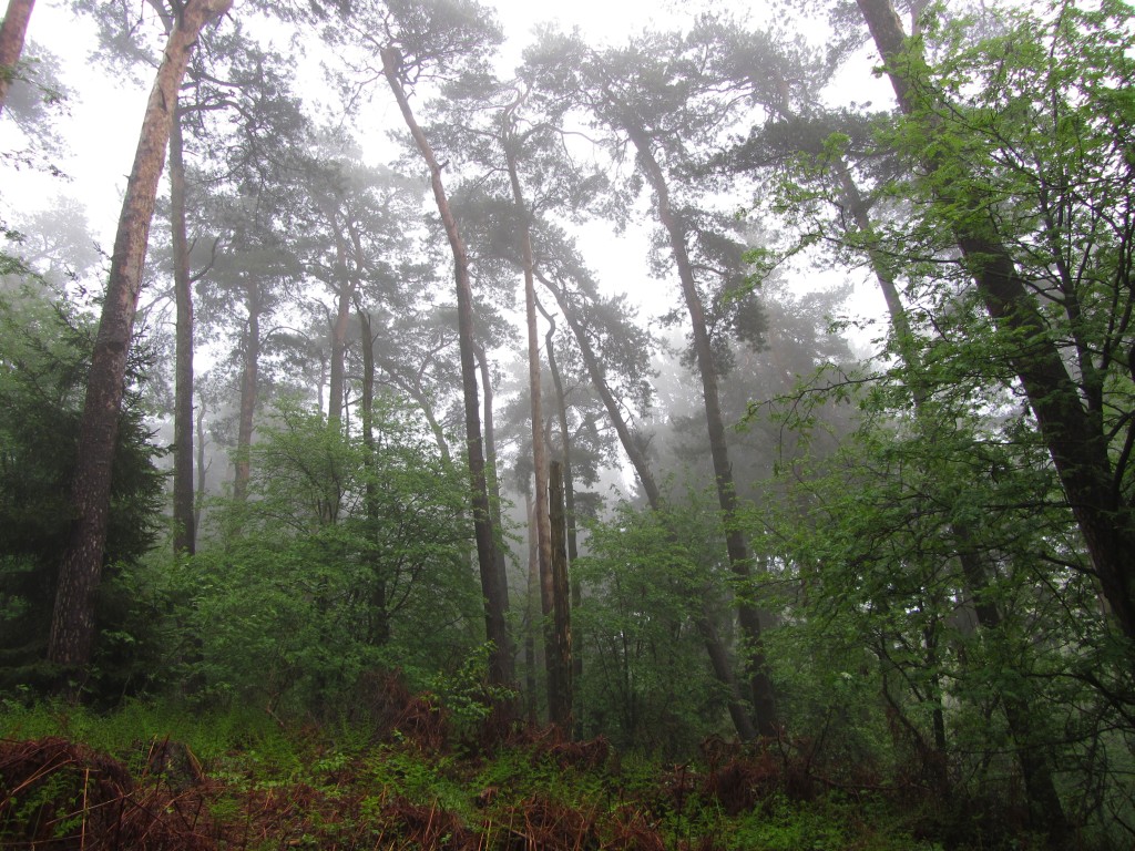 Im Wald - Seite 2 Regenwald_08