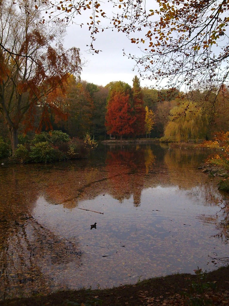 Im Wald - Seite 2 Herbst2011_01