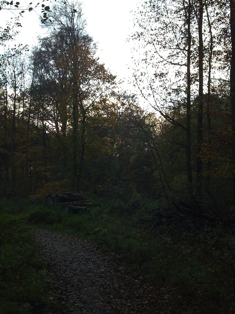 Im Wald - Seite 2 Herbst2011_03