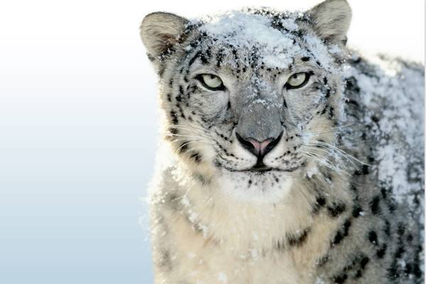 yeux - D'ou viennent les afghans aux yeux clairs? Snow_leopard_top