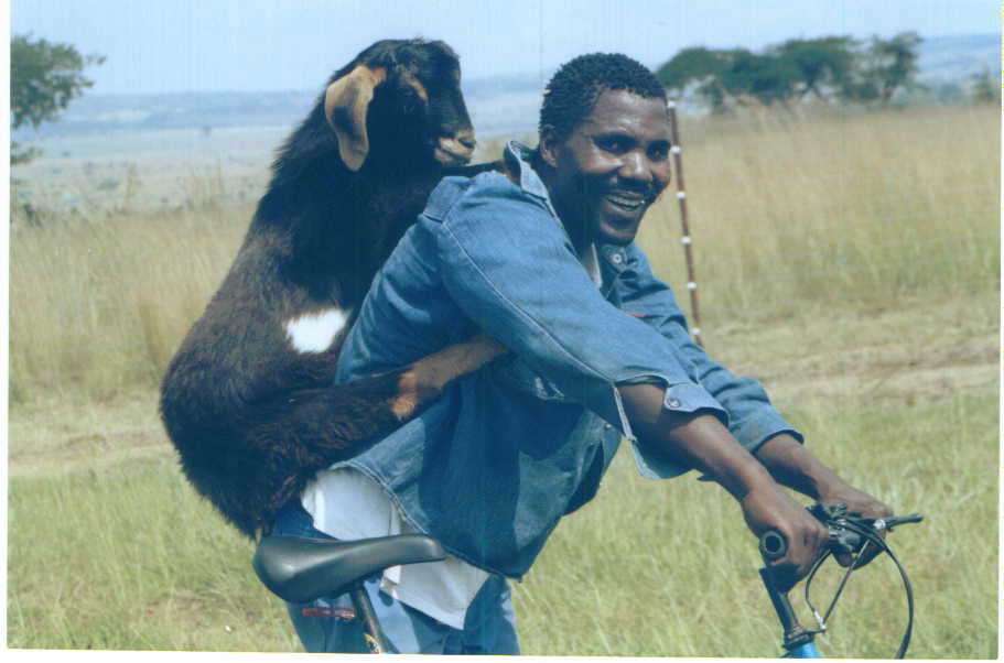 Comment transporter son chien sur son B? - Page 2 Livestock-Transport-The-African-Goat-Goat-Farming