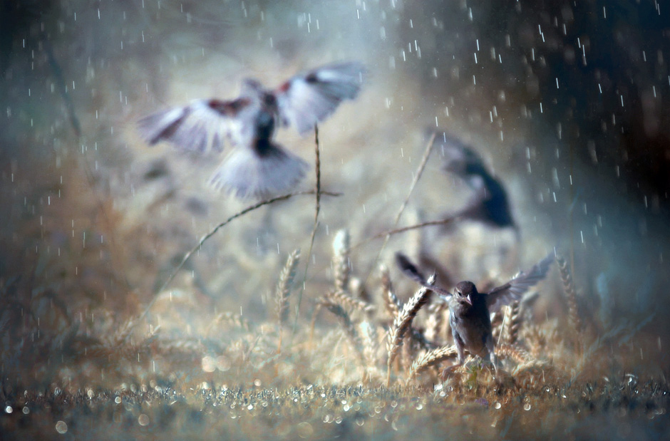 Kiša  Dancing-in-the-rain_by-yasemin-kahraman