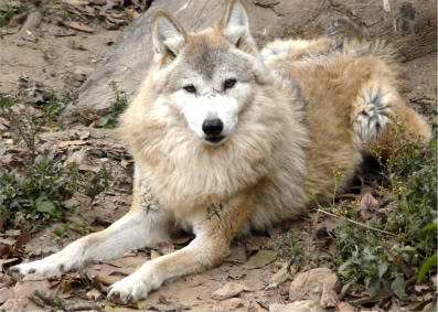 Wolf Breeds ALLOWED on WoN Tibetanwolf-1