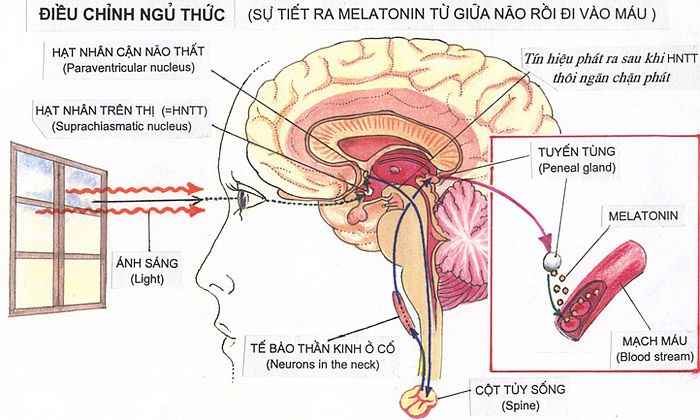  Bí Ẩn Tâm Linh Và Sự Nhìn, Nhận Thức Tâm Linh! Only C5zone! Tuyentungqua