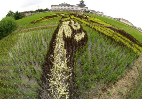 Japanese Farmville Rice-art