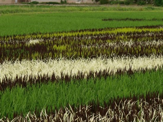 rice art Rice-field-close-up-2