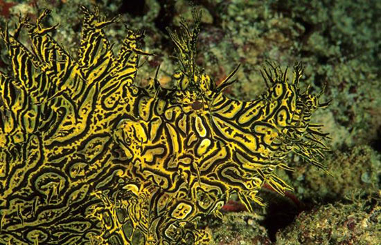 ¯°·.¸¸.·°¯مخلوقات بلون المكان الذى تعيش فيه ¯°·.¸¸.·°¯�....سبحان الله Yellow-scorpio-fish