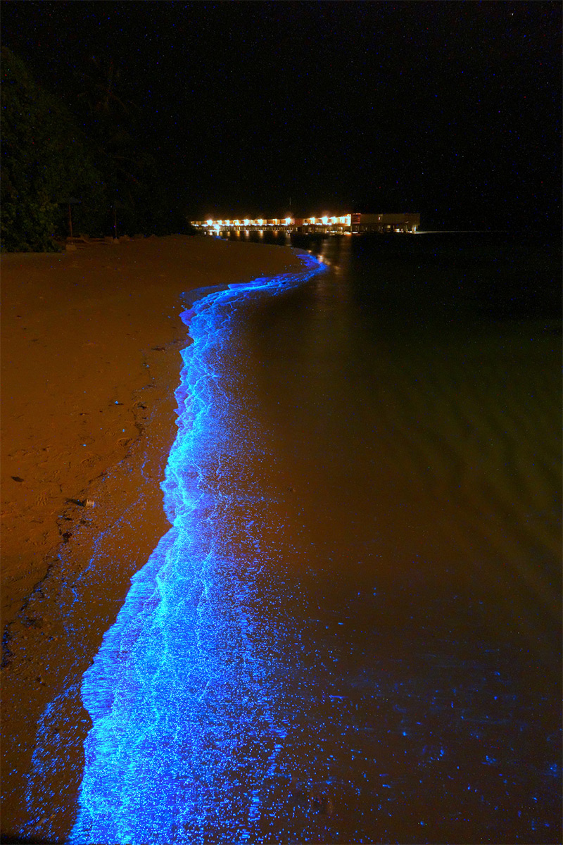 Olas fluorescentes iluminan una playa. Bio-1