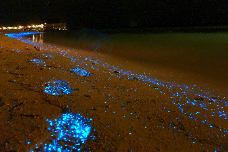 Olas fluorescentes iluminan una playa. Bio-5