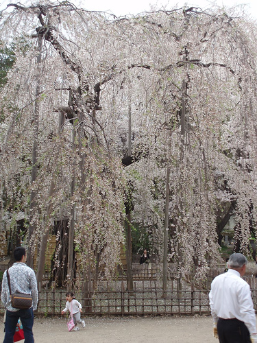 كيوتو ' 京都 ' kyōto Domain-3637f5c9ab