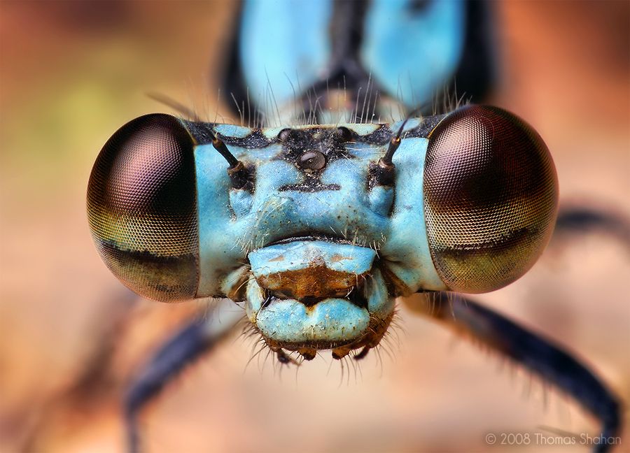 Macro              Damselfy2