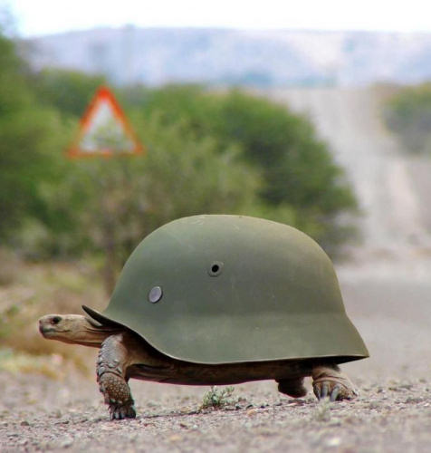 Du nouveaux dans l'armée... Tortue-de-la-guerre