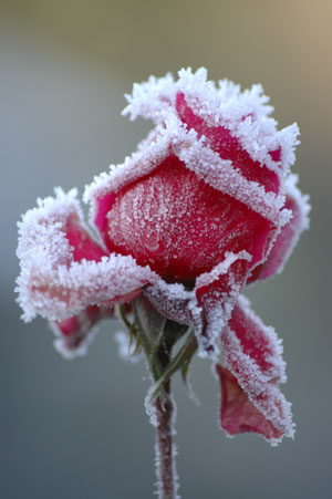 Zimski ugođaj :) Winter-Roses300x451