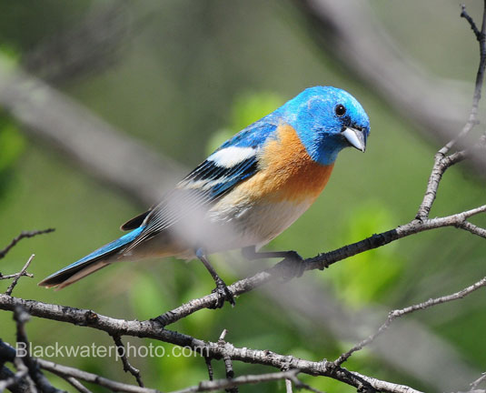 صور حيوانات اليفة Birds1