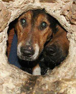 Pour sauver les chiens emmurés vivants à sarajevo Hund_eingemauert_sarajevo_1