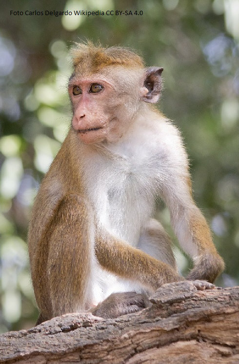 Lustige und süße Tiere Ceylonhutaffe