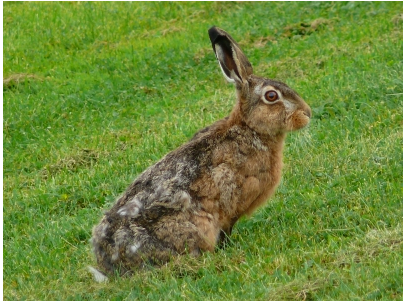 Elementar Animals - Seite 7 Hase