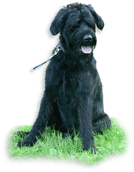 Veliki šnavcer [ Giant Schnauzer ] Riesenschnauzer01