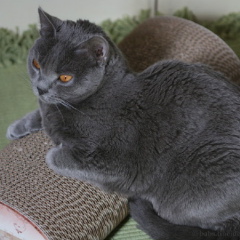 Chatons Chartreux mâles LOOF disponibles Dd