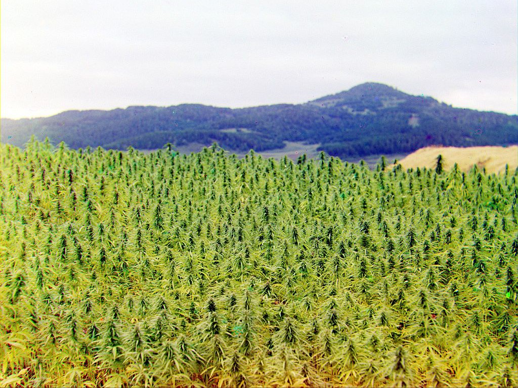 Fondos de pantalla marihuana Cannabis2