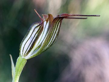 HOA GIEO TỨ TUYỆT 2 - Page 38 Pterostylis_recurva_2