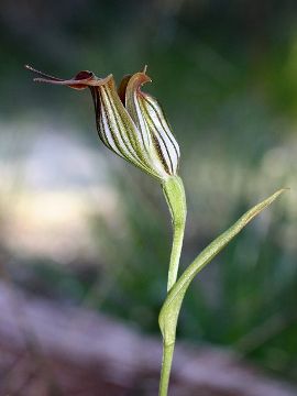 HOA GIEO TỨ TUYỆT 2 - Page 38 Pterostylis_recurva_3