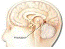 Sistema Endócrino Glandula_pineal