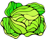 Fruit and vegetables Cabbage