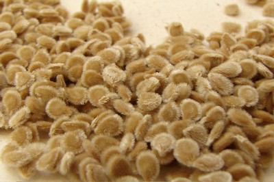 صور لبعض عائلات الخضر (البذور والنورات ) Seeds