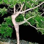 Un arbre Dancing_tree