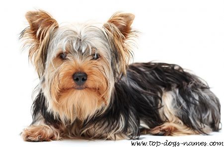 .::Les chien::. Yorkshire-terrier