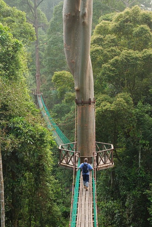 Ο γύρος του κόσμου σε... 40  φωτογραφίες Danum-Valley-Canopy-Walkway-Malaysia-1