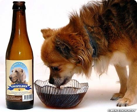 Top 10 des bières les plus insolites et bizarres Chien-biere