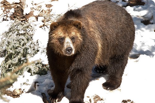 Quelques espèces d'animaux en danger d'extinction (magnifique photos + descriptions sous chaque photo) Grizzly