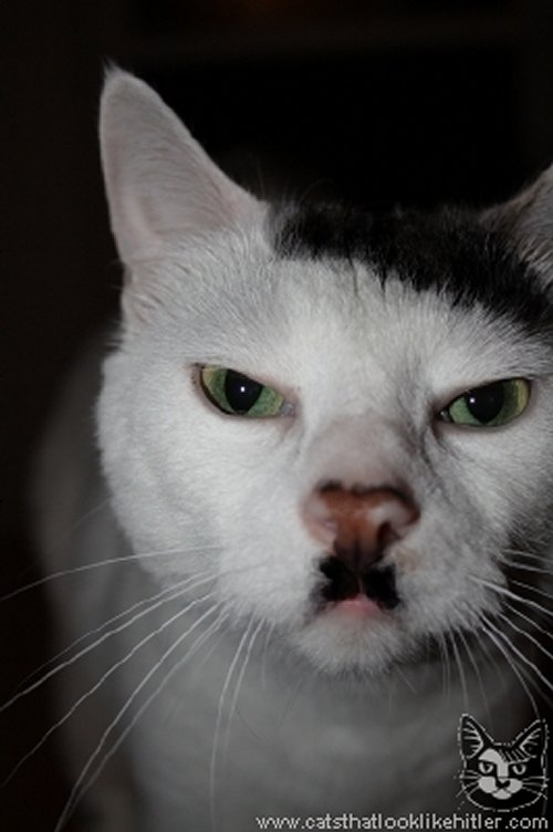 Top 10 des chats qui ressemblent à Hitler Kitler5249