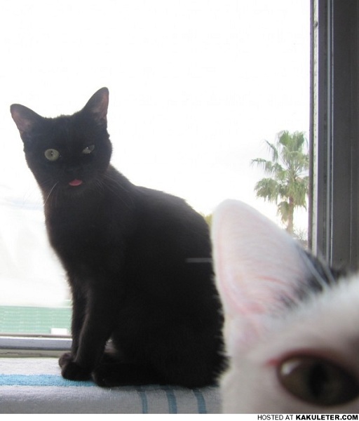 Top 60 des chats adeptes de photobombing (ou l’art de faire foirer une photo) Bombing036