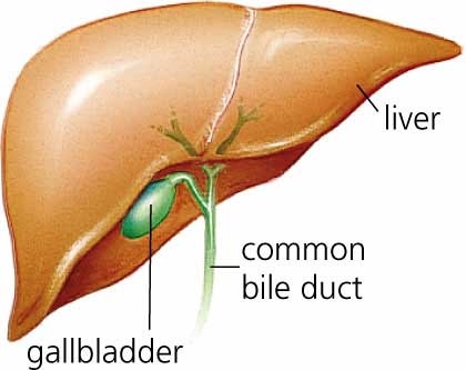 دول بعض صور الابدومن والبلفيس لسنه تانيه Gallbladder