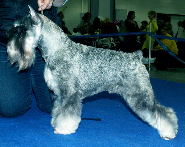 female puppy of miniature schnauzer p/s King2