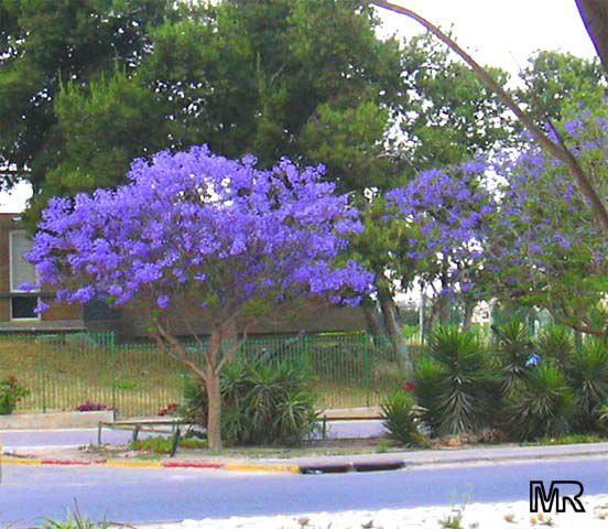 JACARANDA MIMOSIFOLIA Jacaranda_mimosifolia