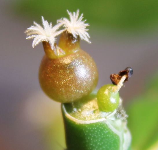 germinating Ariocarpus Ariotri01