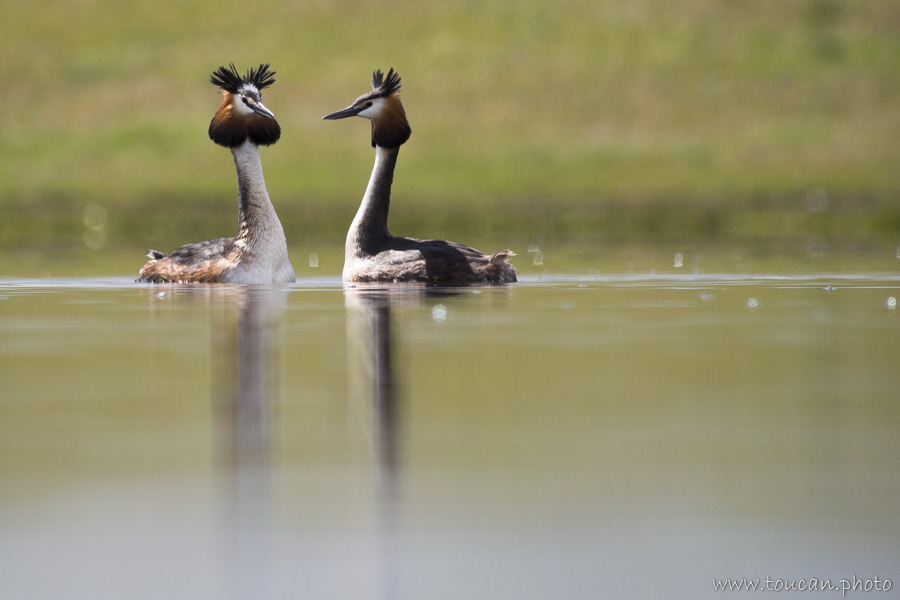 Couple de Grèbe huppé (Podiceps cristatus) 0000135282