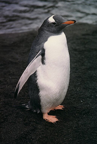 பெண் குயின் (Penguin) படங்கள். Cute_penguin