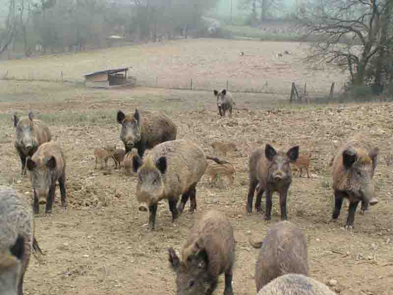 chabab lyoum La-ferme-aux-cerfs-et-aux-sangliers9